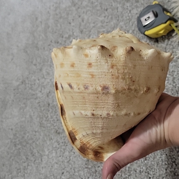 Queen Conch shell - Picture 8 of 8